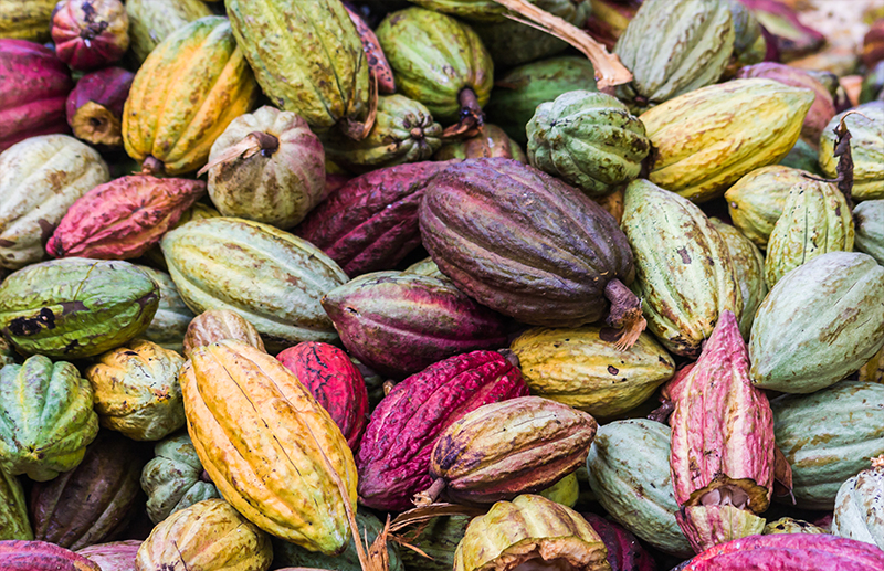 cocoa beans and products